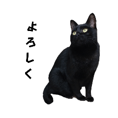 [LINEスタンプ] 黒猫のとらまつ