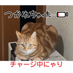 [LINEスタンプ] いつでも猫と一緒スタンプその2