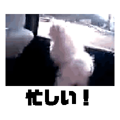 [LINEスタンプ] 色んな動物☆スタンプ