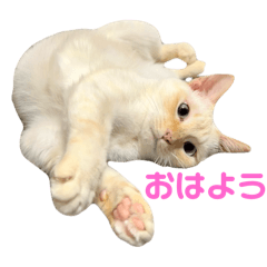 [LINEスタンプ] ミカヅキ＆MANYのスタンプ
