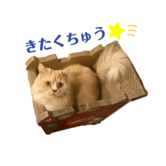 [LINEスタンプ] ラテのスタンプ 40個
