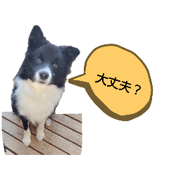 [LINEスタンプ] 紫ボーダー、オレオ