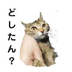 [LINEスタンプ] ナナスタンプ！初