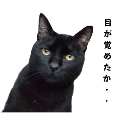 [LINEスタンプ] 黒猫のとらまつ 2