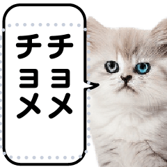 [LINEスタンプ] リアル猫のメッセージスタンプ02昭和の画像（メイン）