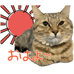 [LINEスタンプ] 癒しのきじとらねこちゃん