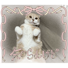 [LINEスタンプ] 癒しアニマルズの画像（メイン）