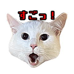 [LINEスタンプ] 猫拾堂アソート