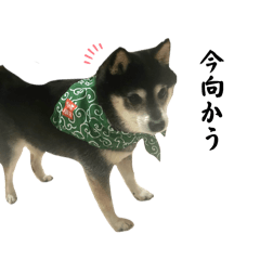 [LINEスタンプ] 青木家のわんこたち