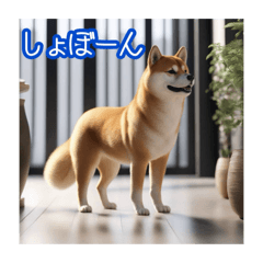 [LINEスタンプ] 柴犬のかわいいスタンプです。