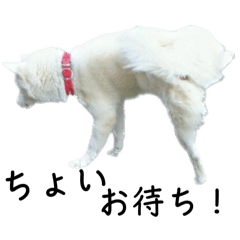 [LINEスタンプ] ちょっとおバカなワンコRonちゃん