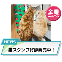 [LINEスタンプ] いつでも猫と一緒スタンプその3