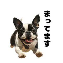 [LINEスタンプ] ボストンテリア 鼻ぺちゃ犬