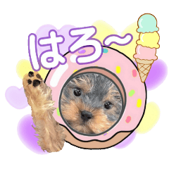 [LINEスタンプ] My Sweet 九斗