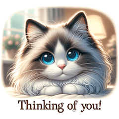 [LINEスタンプ] ラグドール猫の可愛いスタンプの画像（メイン）