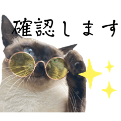 [LINEスタンプ] ビジネスでも使える実写猫スタンプ