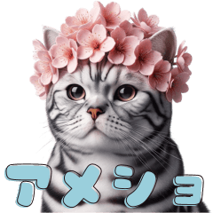 [LINEスタンプ] 【アメリカンショートヘア】被り物が多い猫