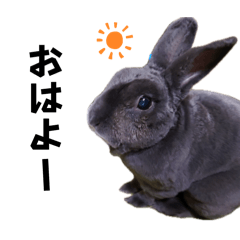 [LINEスタンプ] うさぎ様（シャンク）