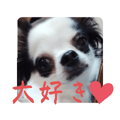 [LINEスタンプ] チワワの麻呂くん♡♡