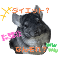 [LINEスタンプ] チンチラチョコさん2