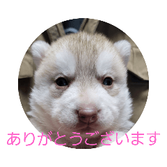 [LINEスタンプ] CrystalHasMaraDogs2
