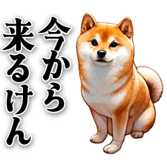 [LINEスタンプ] 博多弁でなんか言ってる柴犬