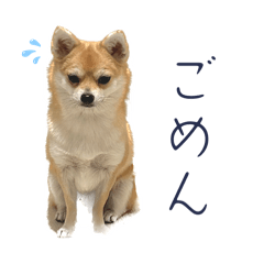 [LINEスタンプ] こつめの日常