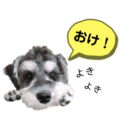 [LINEスタンプ] シュナウザーのBUZZ②