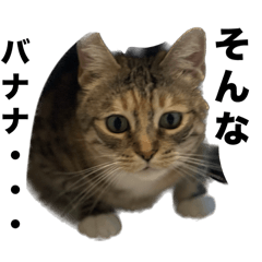 [LINEスタンプ] ししまるの憂鬱。