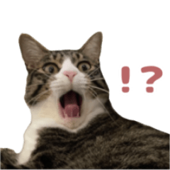 [LINEスタンプ] よたねこスタンプ