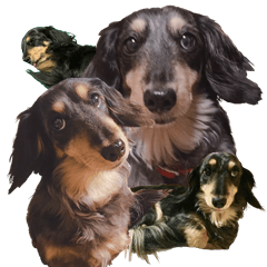 [LINEスタンプ] うちの犬スタンプ - ロール