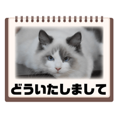 [LINEスタンプ] ワンニャンスタンプ 1