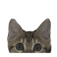 [LINEスタンプ] 山本さんちのじるちゃん