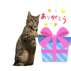 [LINEスタンプ] たれ目ねこ ルカのスタンプの画像（メイン）