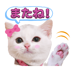 [LINEスタンプ] 実写版白い子猫！短足だっていいじゃん！