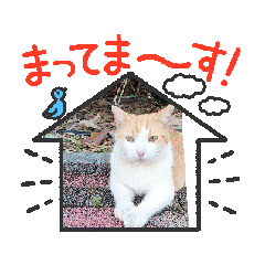 [LINEスタンプ] 神様の使い猫の画像（メイン）