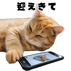 [LINEスタンプ] 猫ミーム風スタンプ〜日常用〜