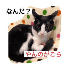 [LINEスタンプ] たぬきとつんこ。