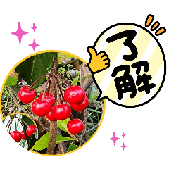 [LINEスタンプ] あいさつに使う・花の写真スタンプ