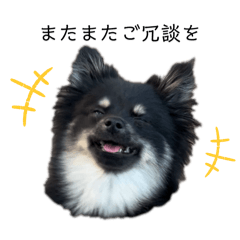 [LINEスタンプ] 愛々しいポメラニアン①