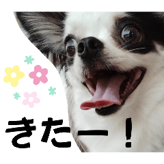 [LINEスタンプ] チワワの麻呂くん♡♡♡