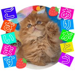 [LINEスタンプ] ねこまーち プリンスメロディ