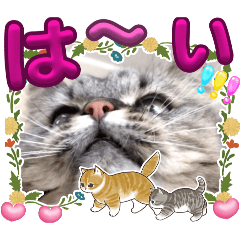 [LINEスタンプ] 猫ちゃんとおともだち