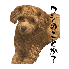 [LINEスタンプ] 日常的なトイプードル