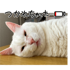 [LINEスタンプ] わが家の猫たち。