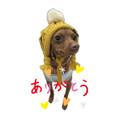 [LINEスタンプ] ミニピンのにこ