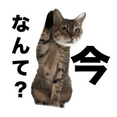 [LINEスタンプ] るるまるのつぶやき