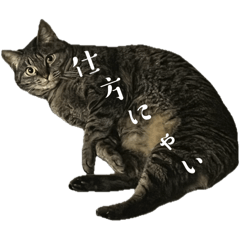 [LINEスタンプ] 猫のだらしないスタンプ