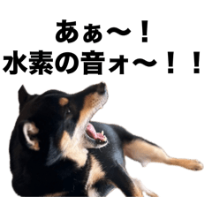 [LINEスタンプ] 黒柴もずくのネットでバズった名言集