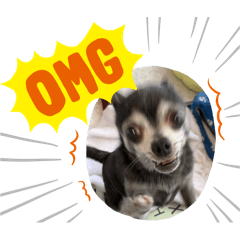 [LINEスタンプ] ♡愛犬チワワの気持ち♡